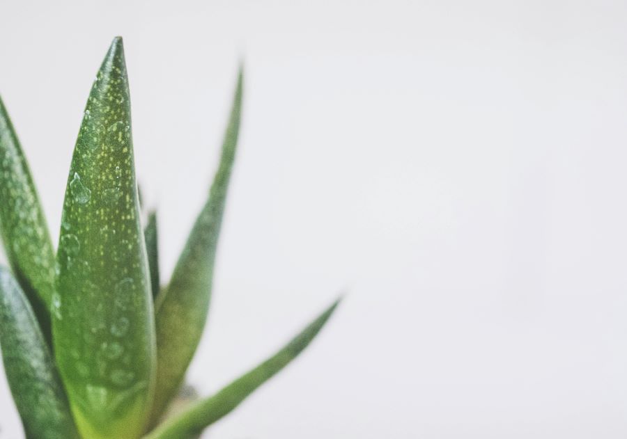 What are Aloe Leaf’s Benefits for Skin?